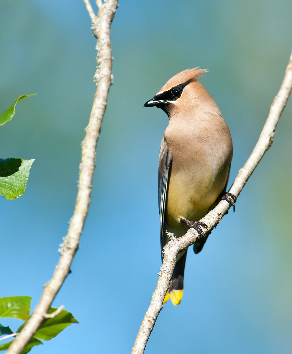 Cedar Waxwing
