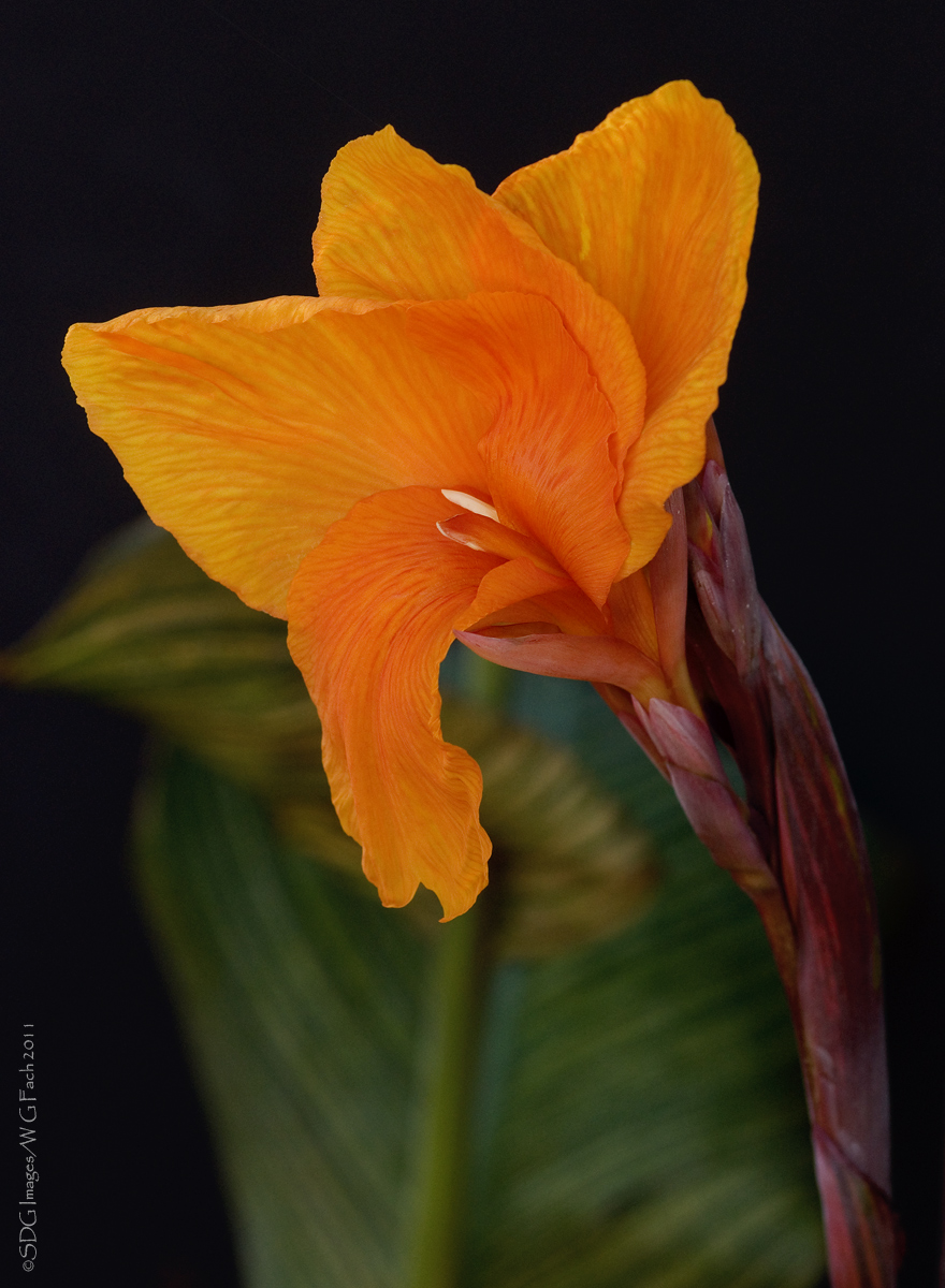 Garden Tour 9