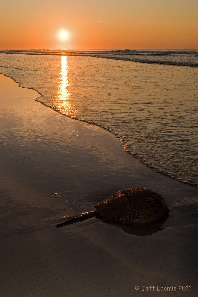 Horseshoe Sunrise