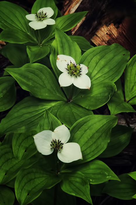 Bunchberry