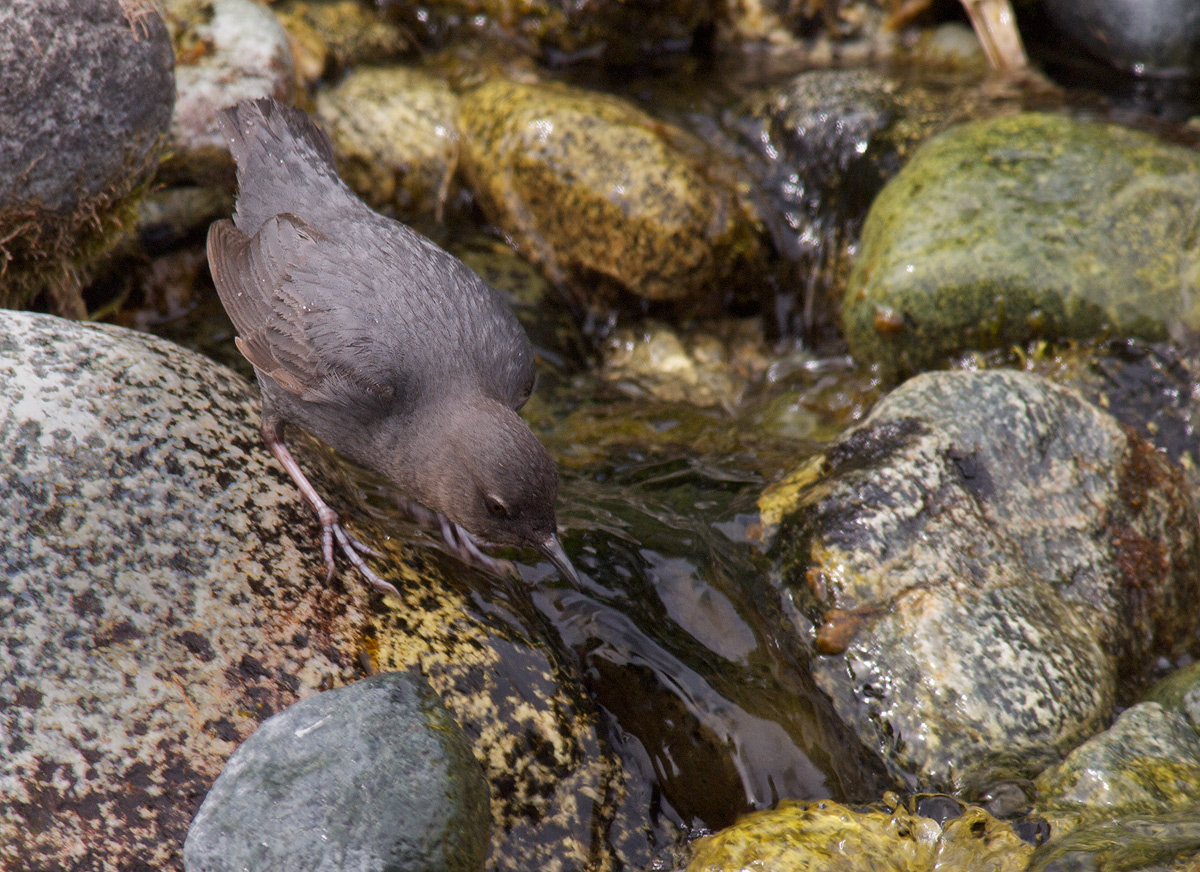 American Dipper