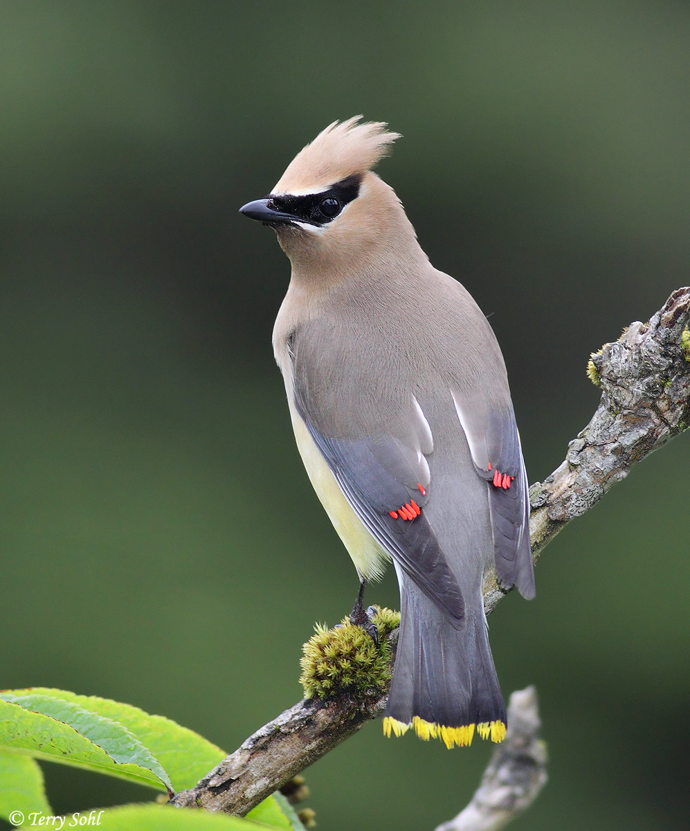 Cedar Waxwing