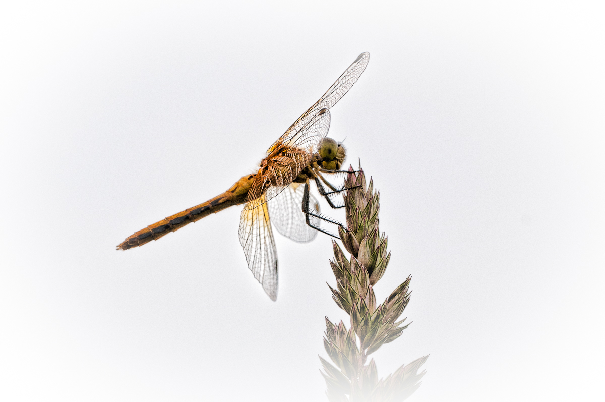 Dragonfly
