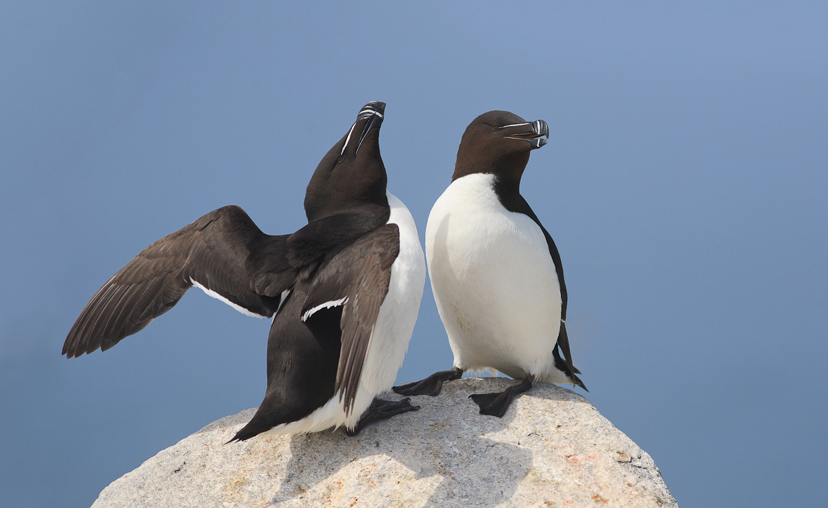 Love on a Rock