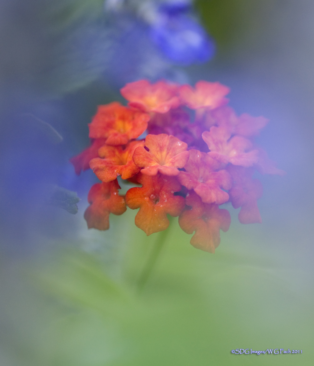Garden Tour 10