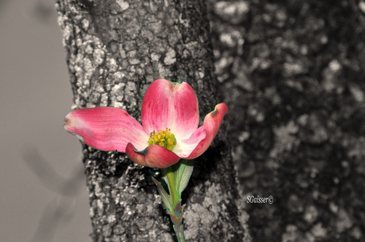 Solitary Blossom