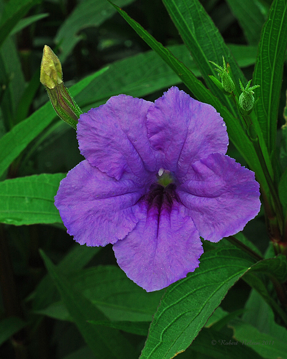 Purple rain