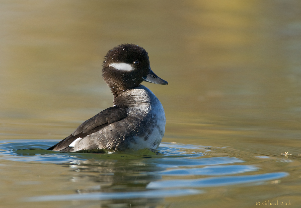Bufflehead