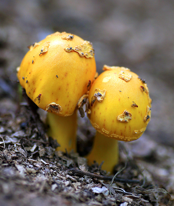 Yellow mushrooms