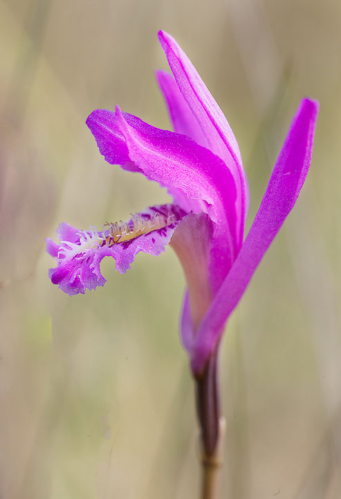 Dragon Mouth Orchid