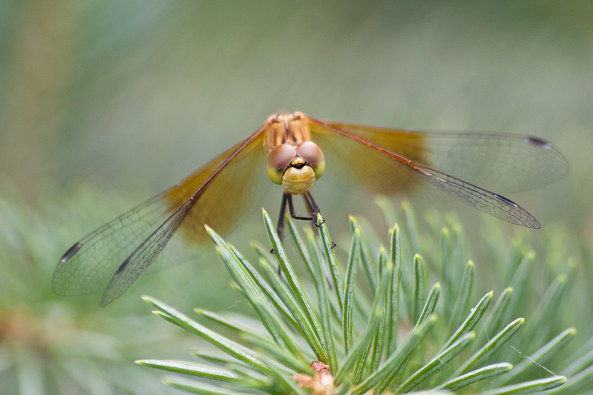 Dragonfly