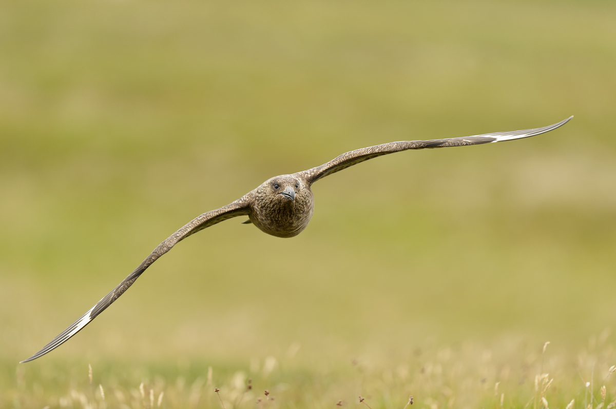 Bonxie