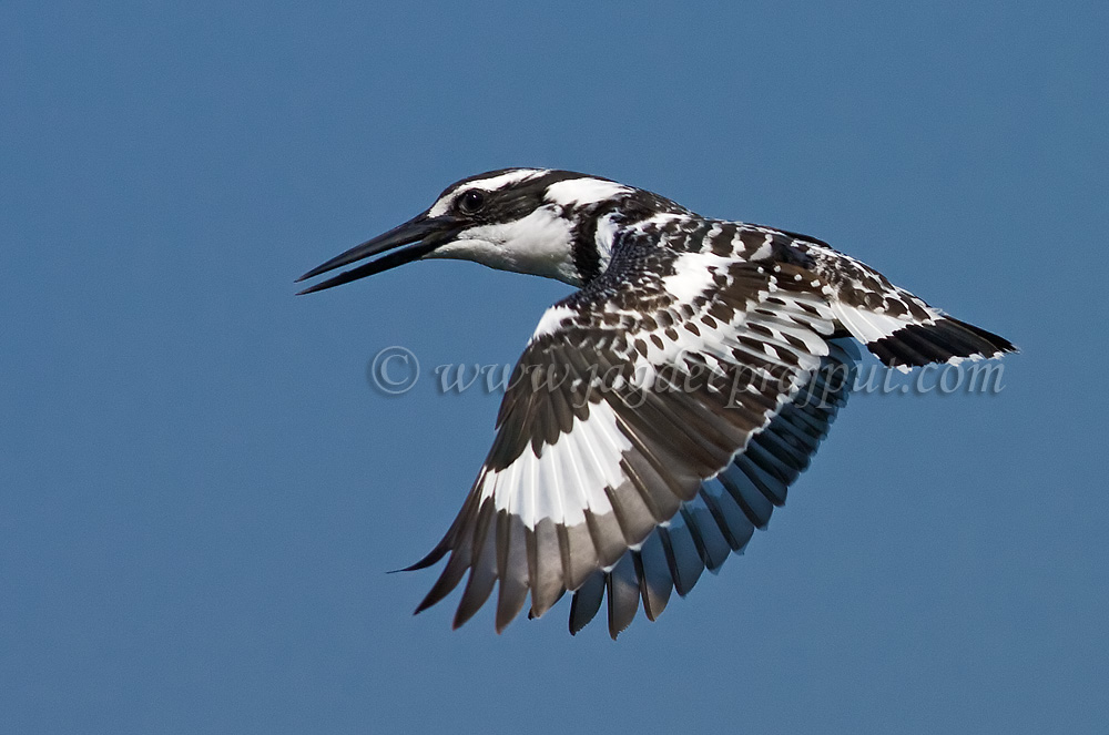 Lesser Pied Kindfisher