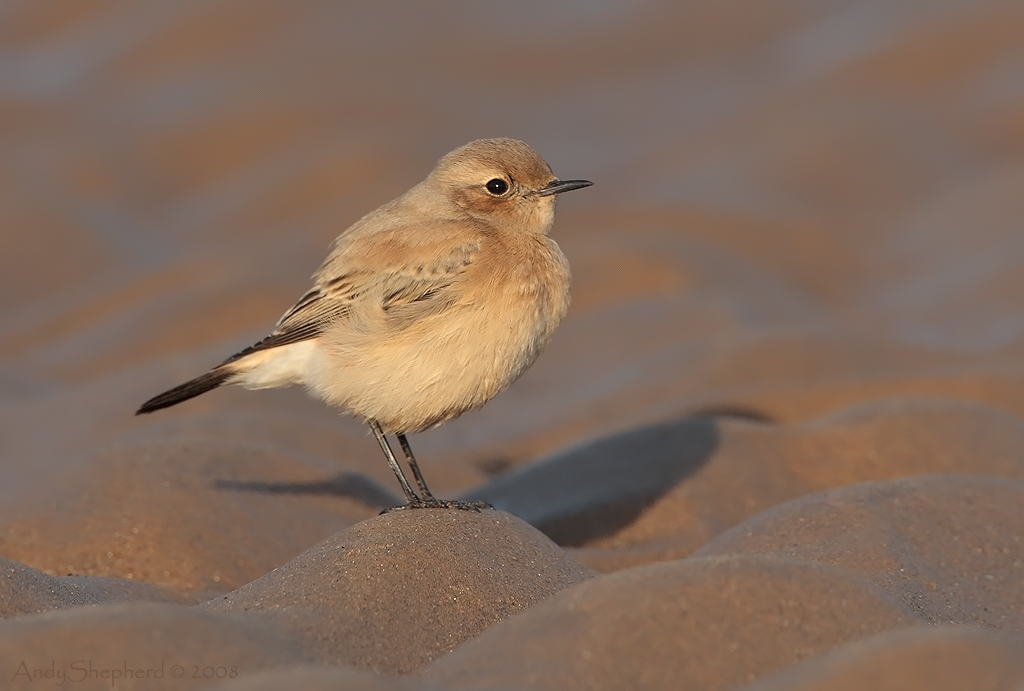 Desert Wheatear