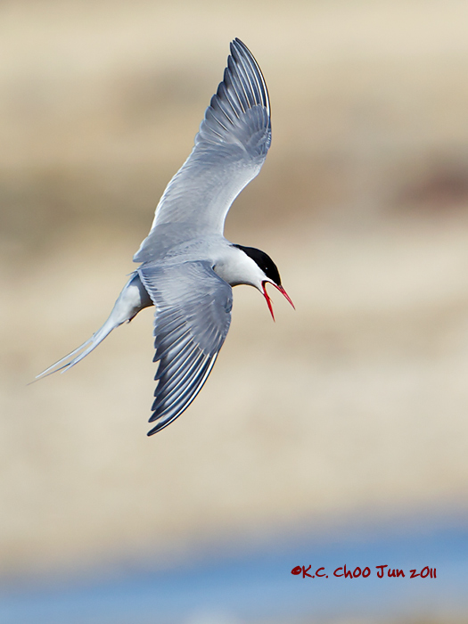 Arctic Tern