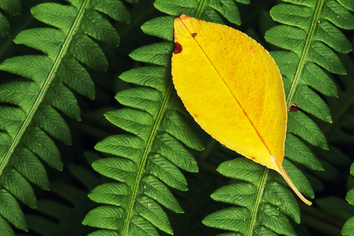 The Fern and the leaf