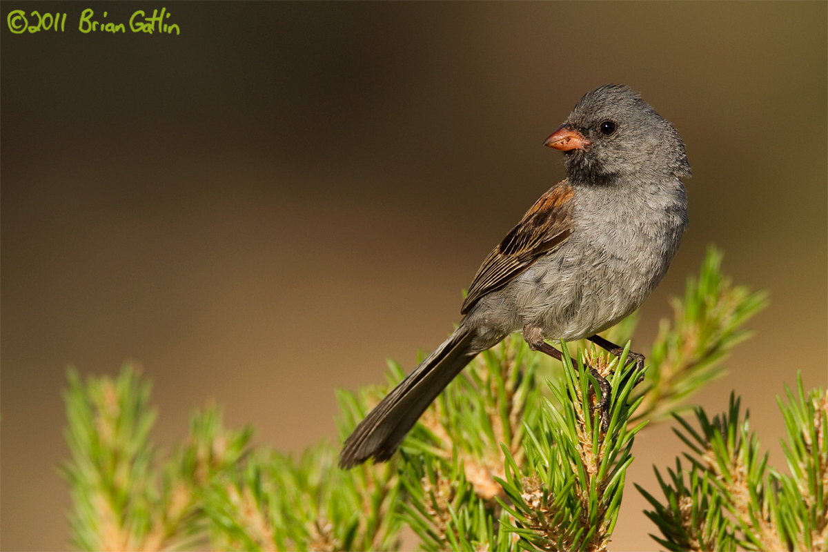 Black-chinned Sparrow