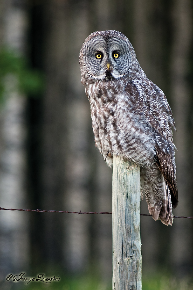 Great Grey Owl