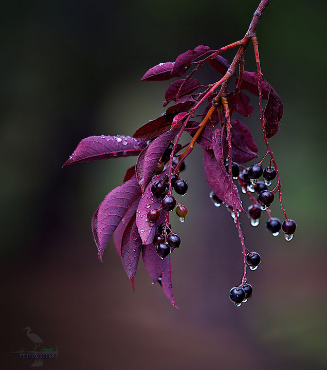 Another Wet Day ...