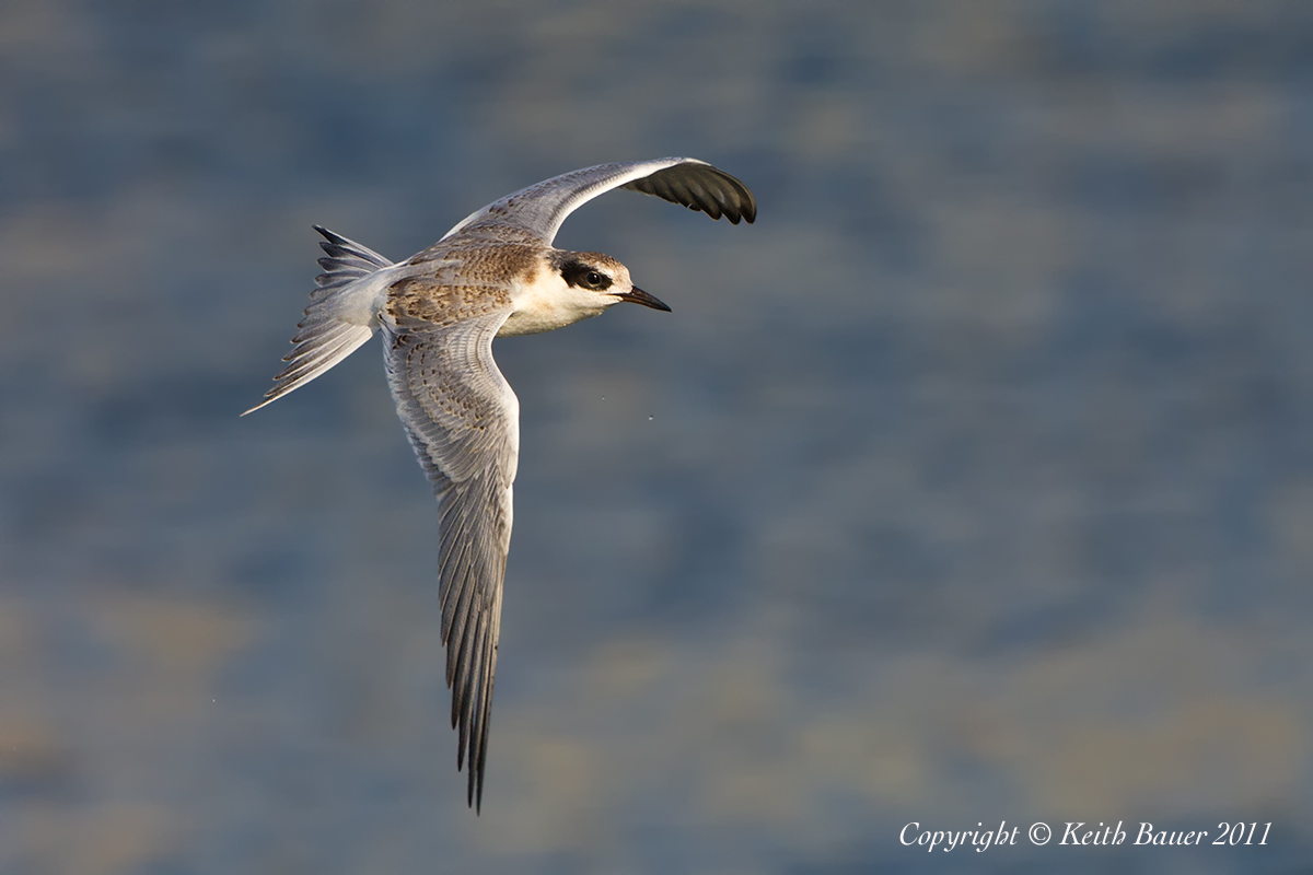 Fledge Forster's Tern