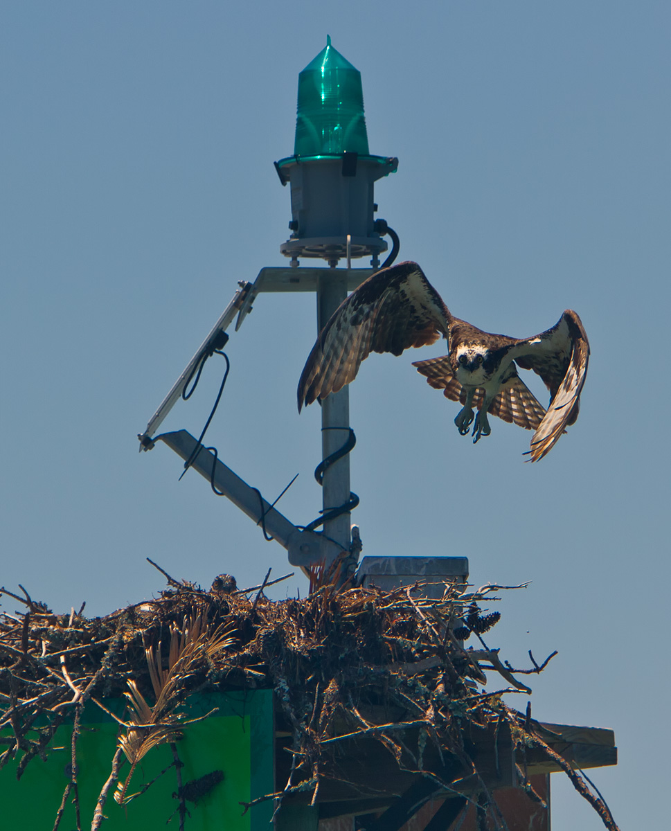 Osprey On Defense