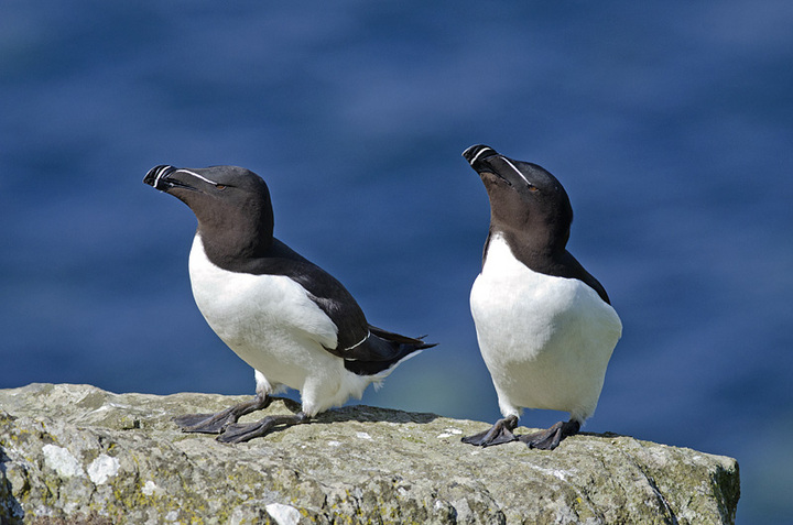 Razorbills on Lunga