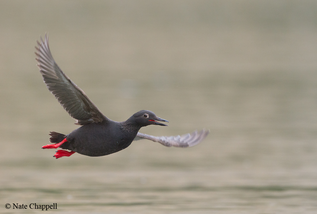 Pigeon Guillimot