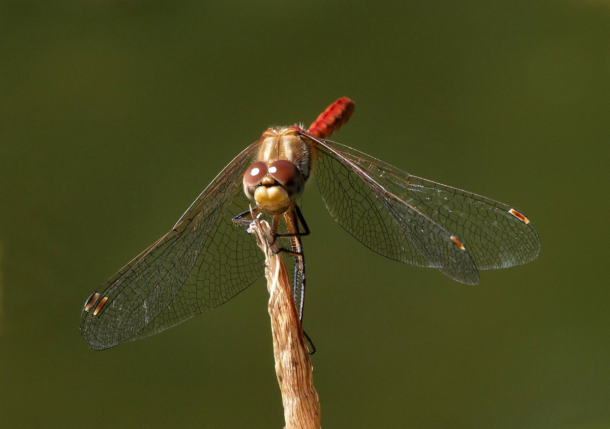 Streaked-winged DF
