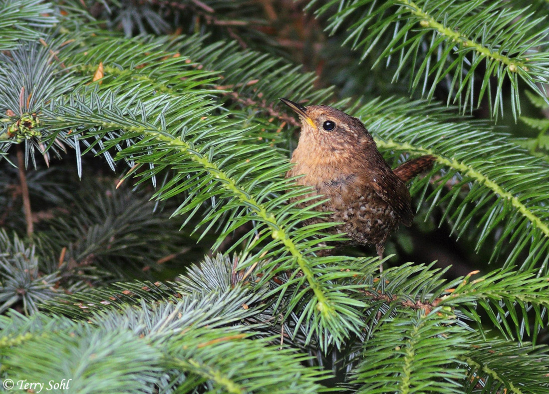 Pacific Wren