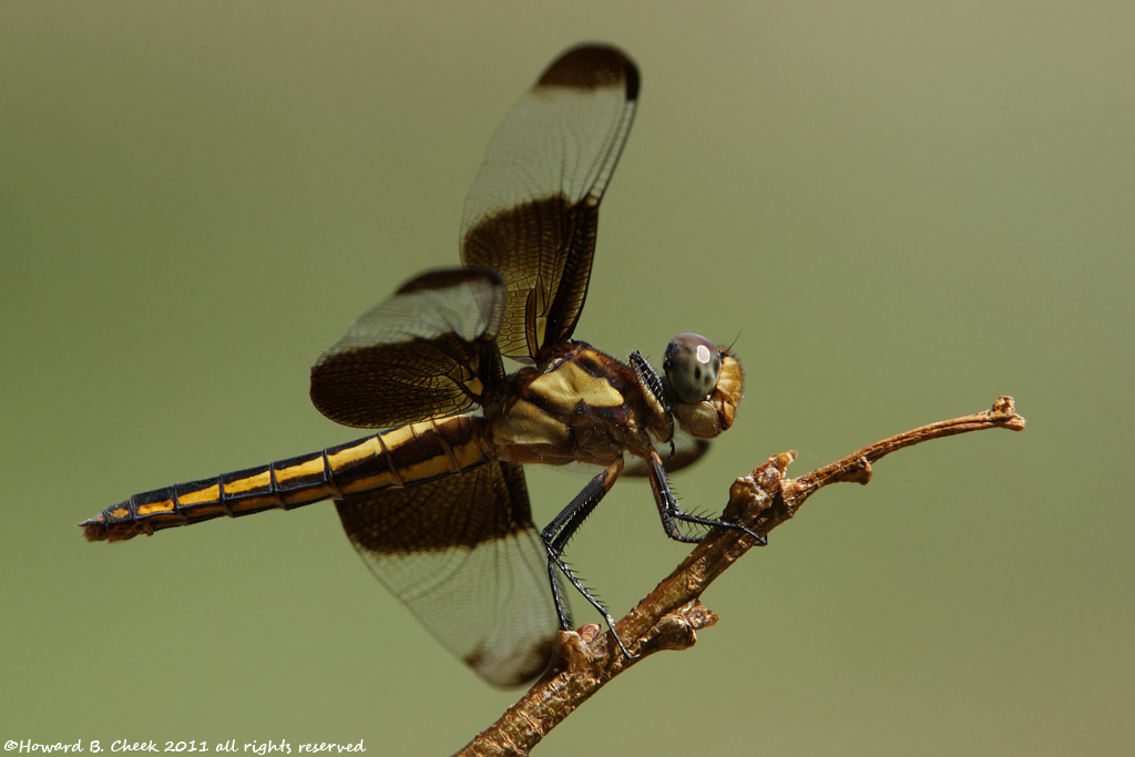 Widow Skimmer (juvenile)