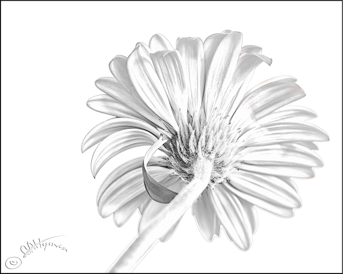 White on White