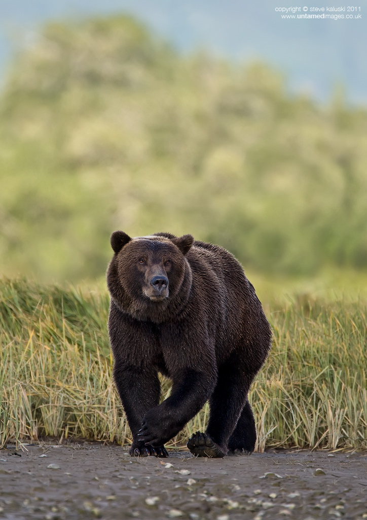 Another Grizzly bear