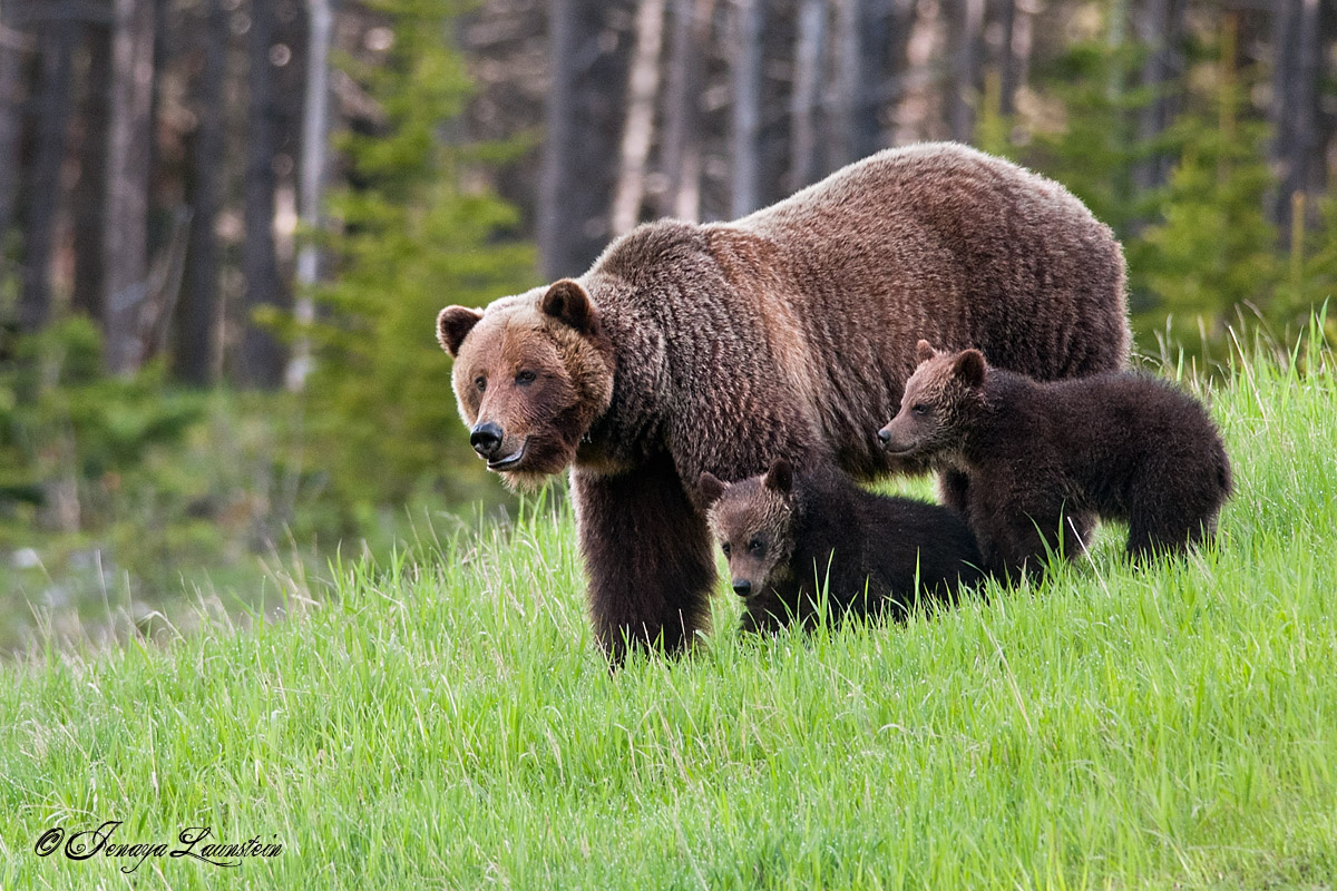 Grizzly Family