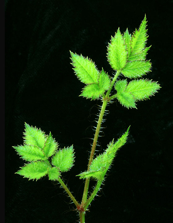 Astilbe leaves
