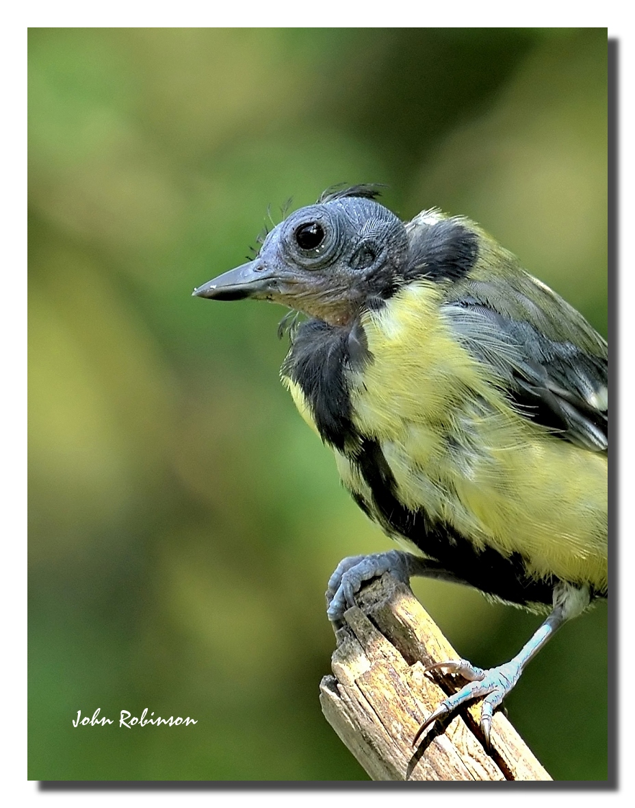 The most beautiful tit  !
