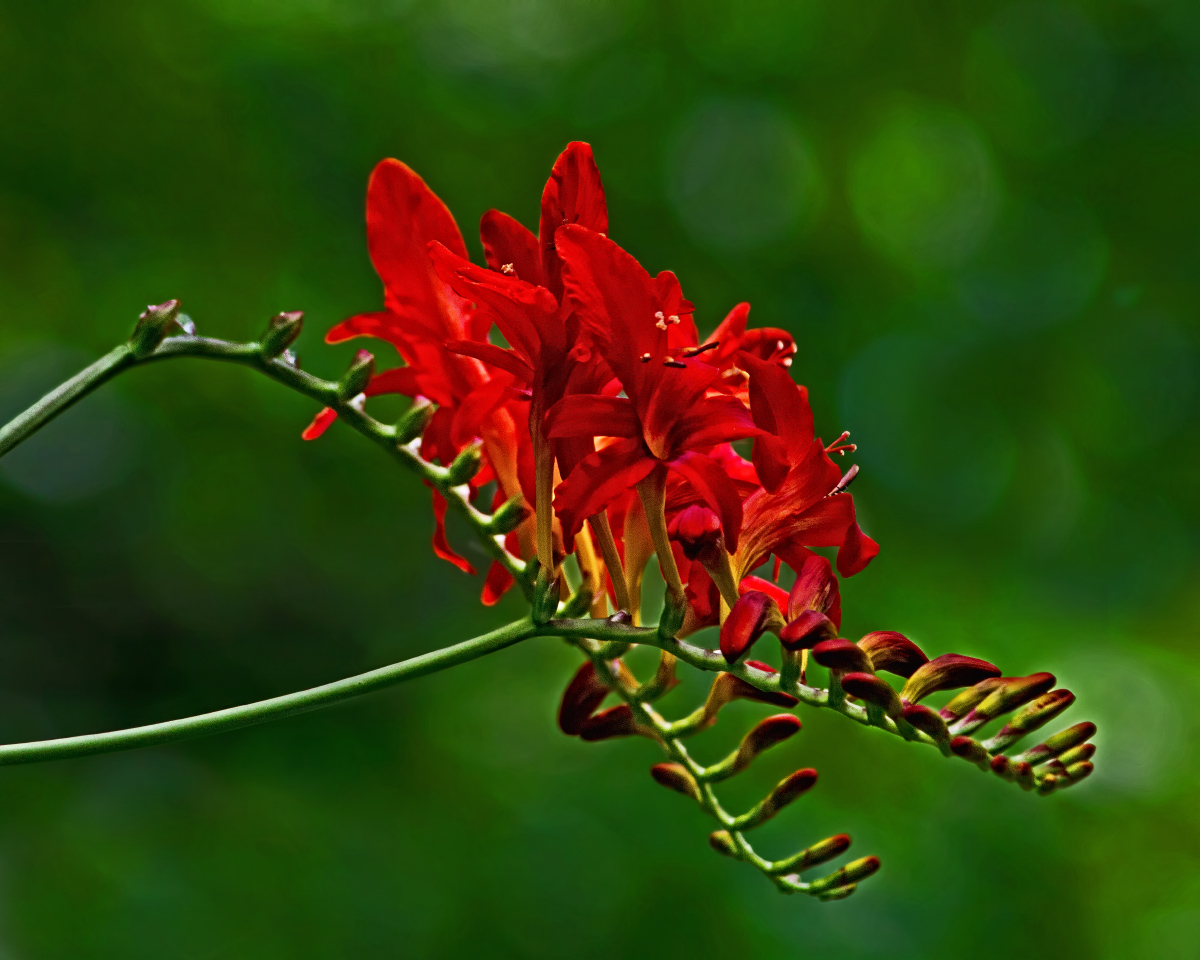 Crocosmia