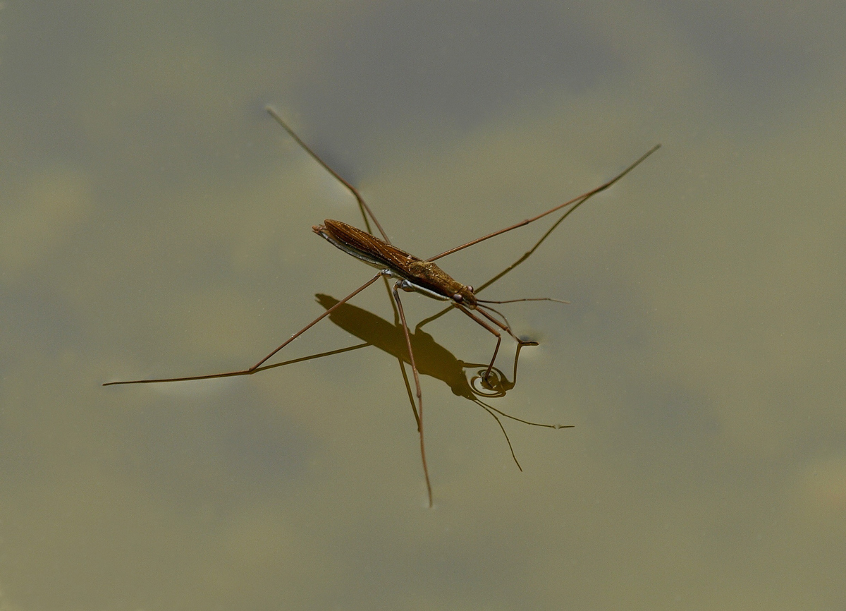 Strider