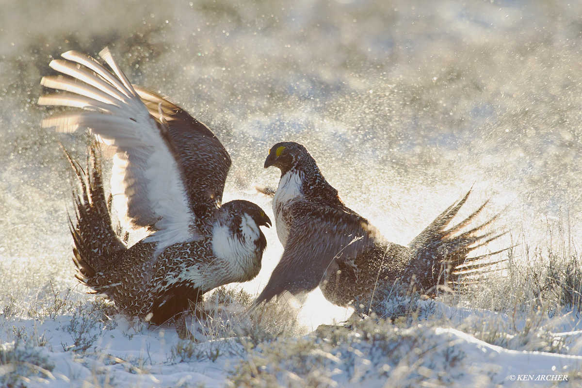 Battle in the snow & Repost 