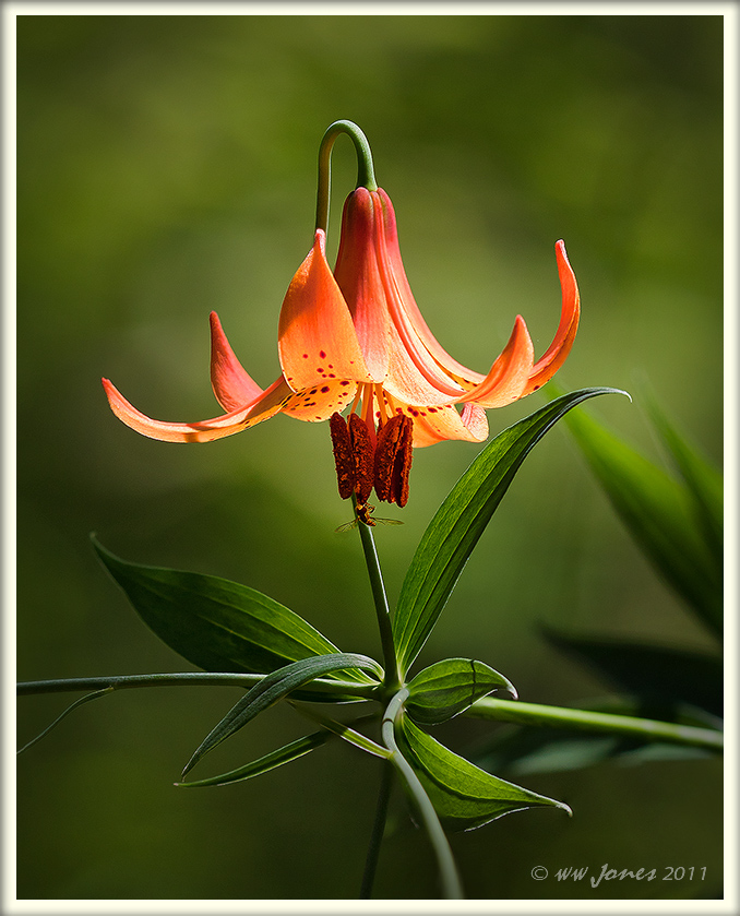 Canada Lily -- BETTER?