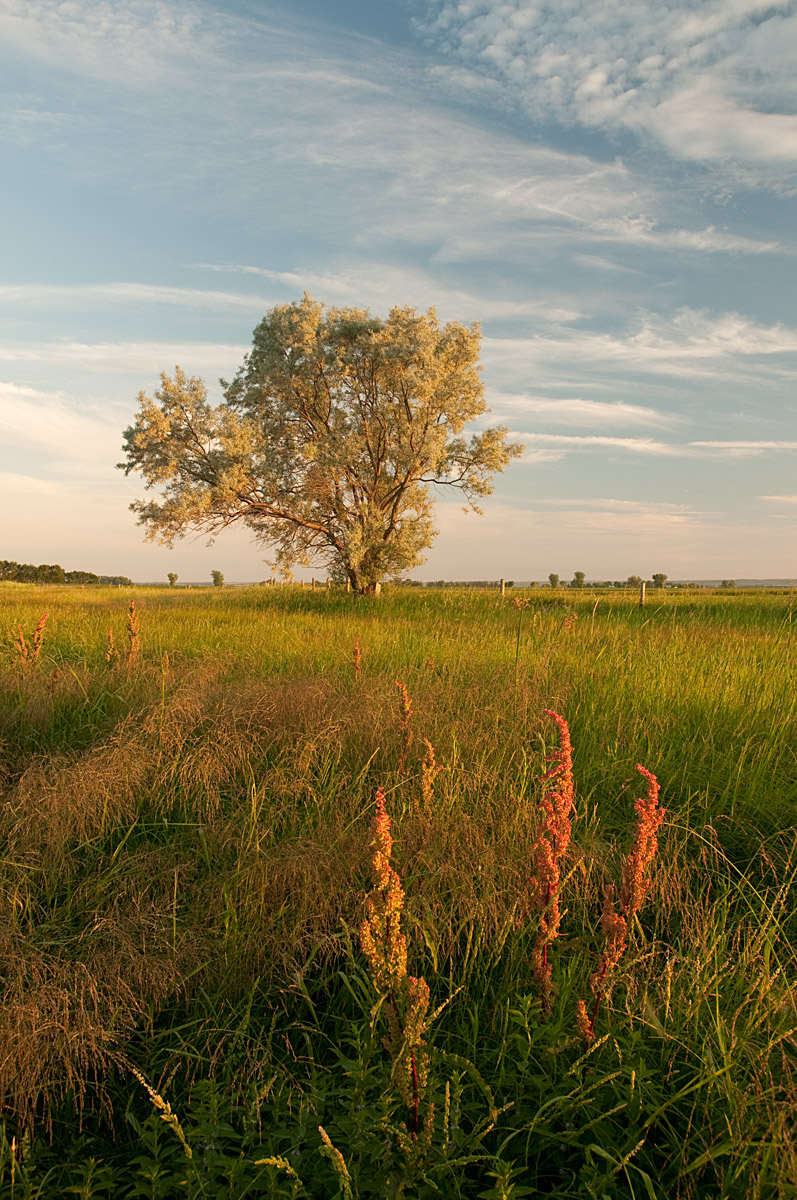Prairies in Golden Light