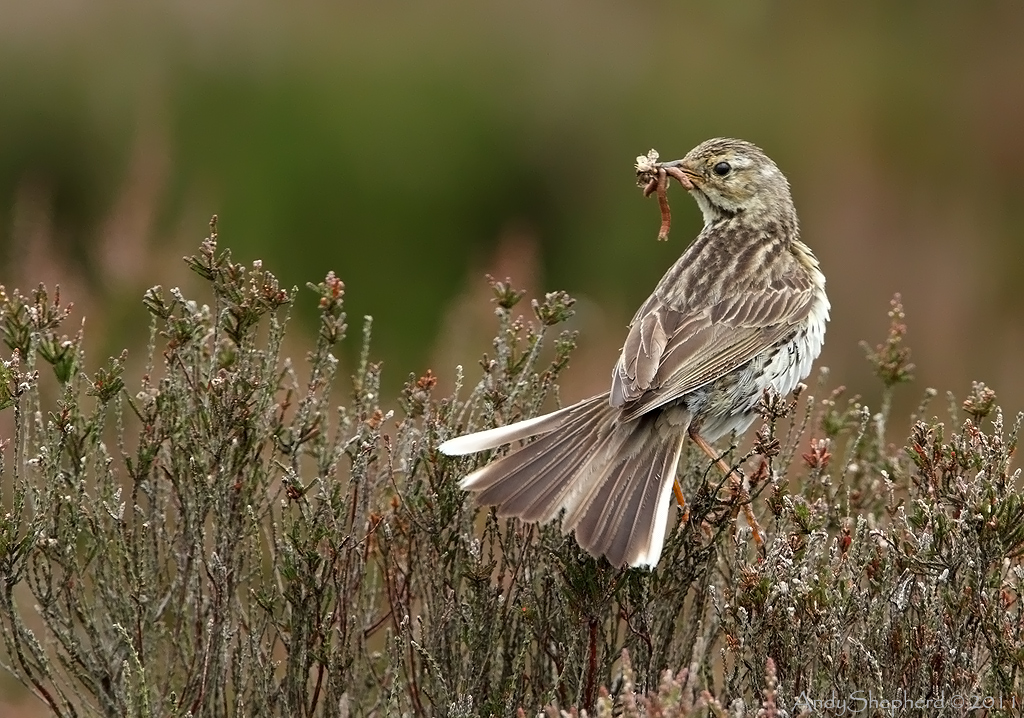 Meadow Pipit