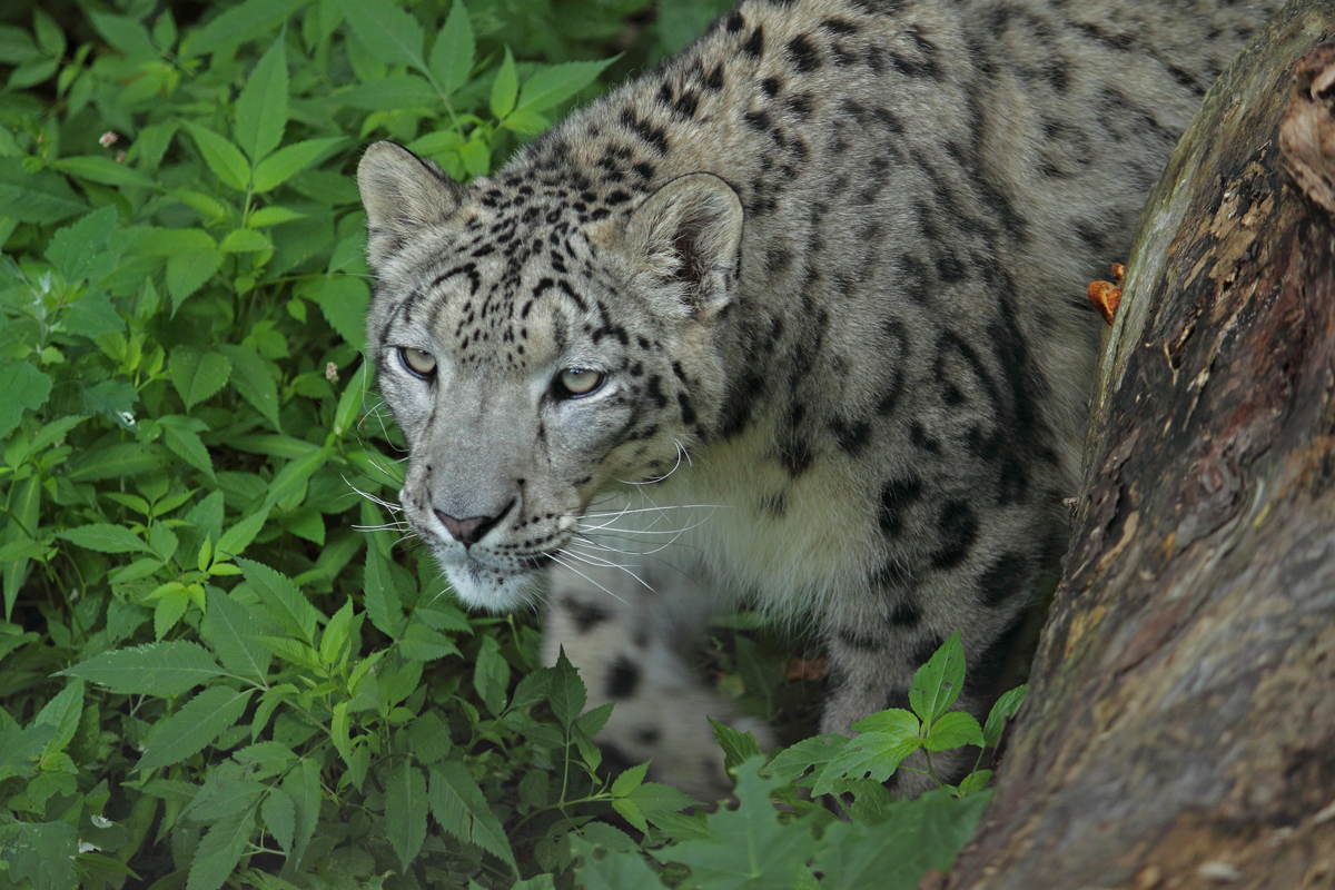Snow leopard (C)