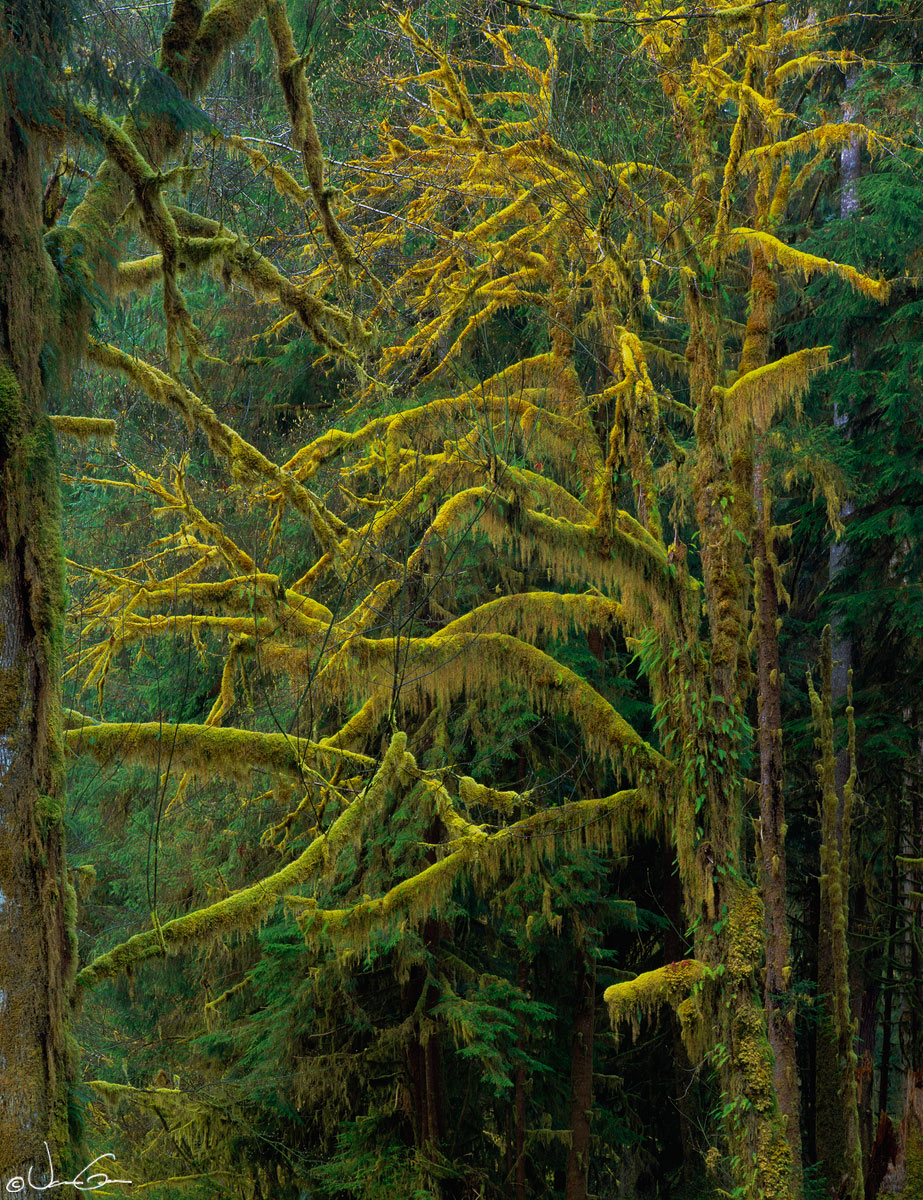 Maple, Hoh Forest/repost