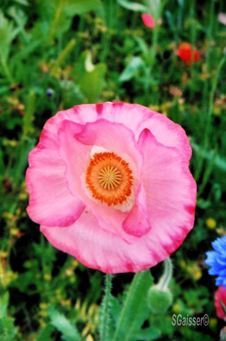 Pink Poppy
