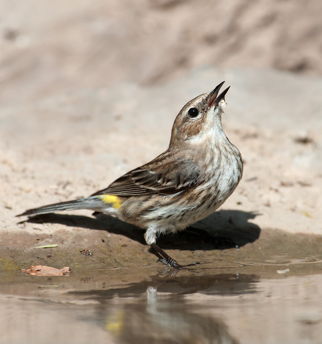 Yellow-rumped Warbler
