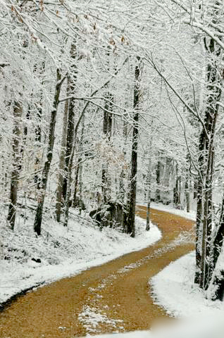 Snowy Road