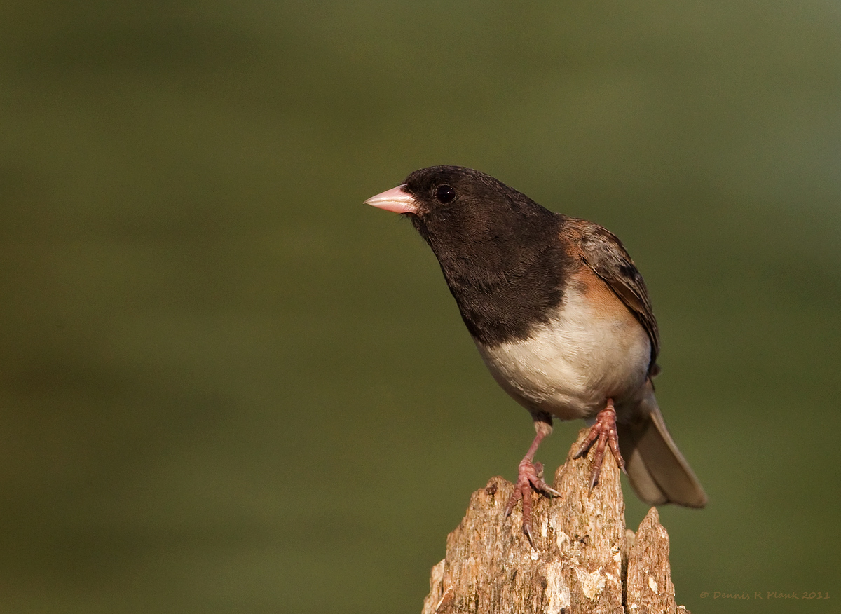Oregon Junco