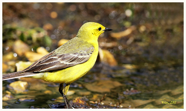 Yellow Wagtail