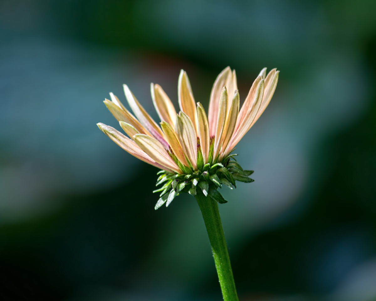 Coneflower