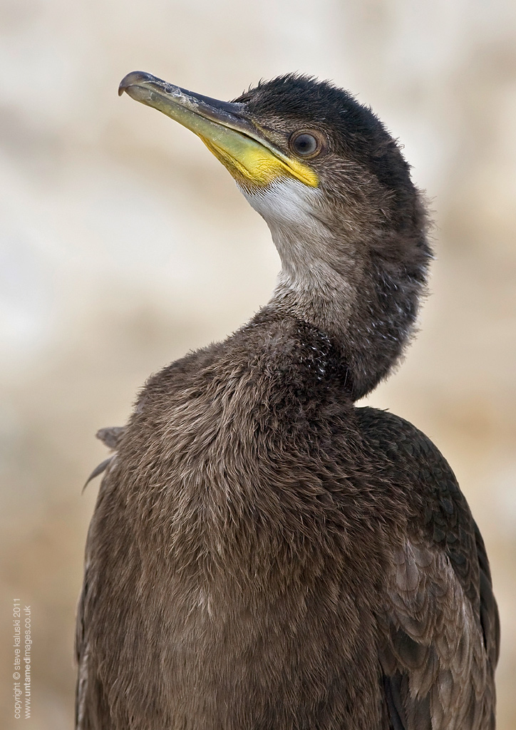 Juvenile shag